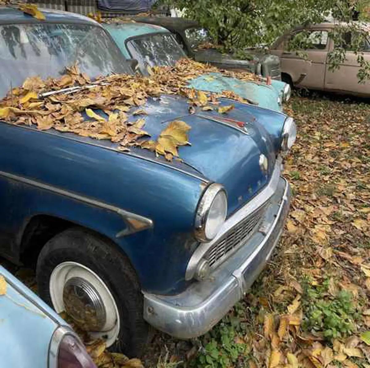 У Дніпрі виявили приватну колекцію радянських авто: десятки "Москвичів" під відкритим небом