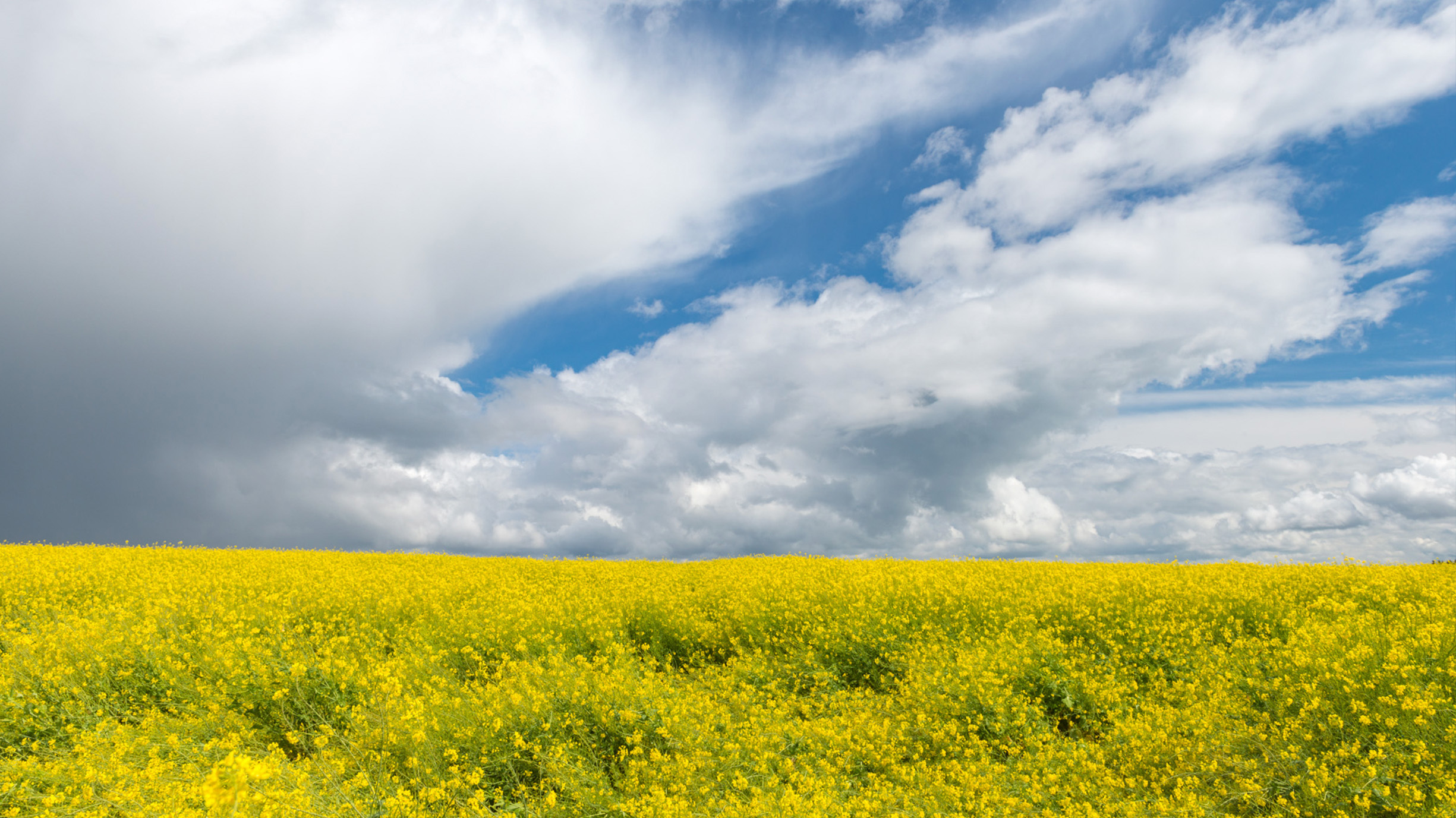Канада відкриває двері для китайських електромобілів: деталі несподіваної угоди з Пекіном - фото 1