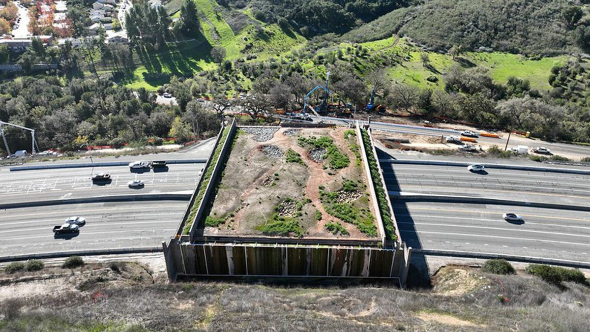 У Каліфорнії добудовують найбільший у світі міст для диких тварин - фото 1