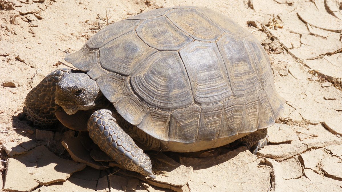 У Каліфорнії закривають 3200 км трас для позашляховиків заради порятунку черепах - фото 1